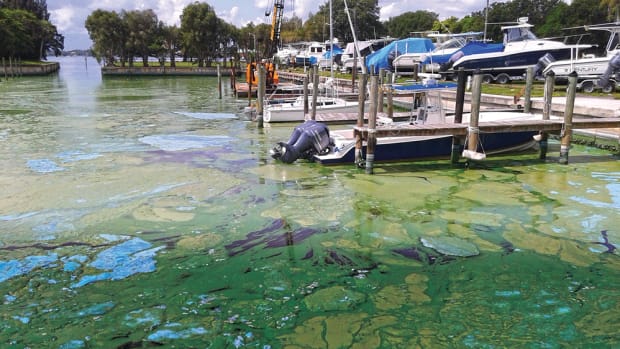 Thick mats of reeking algae clogged the water at Outboards Only in Jensen Beach, Fla., bringing business to a near standstill at peak season.