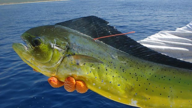 dolphinfish1021