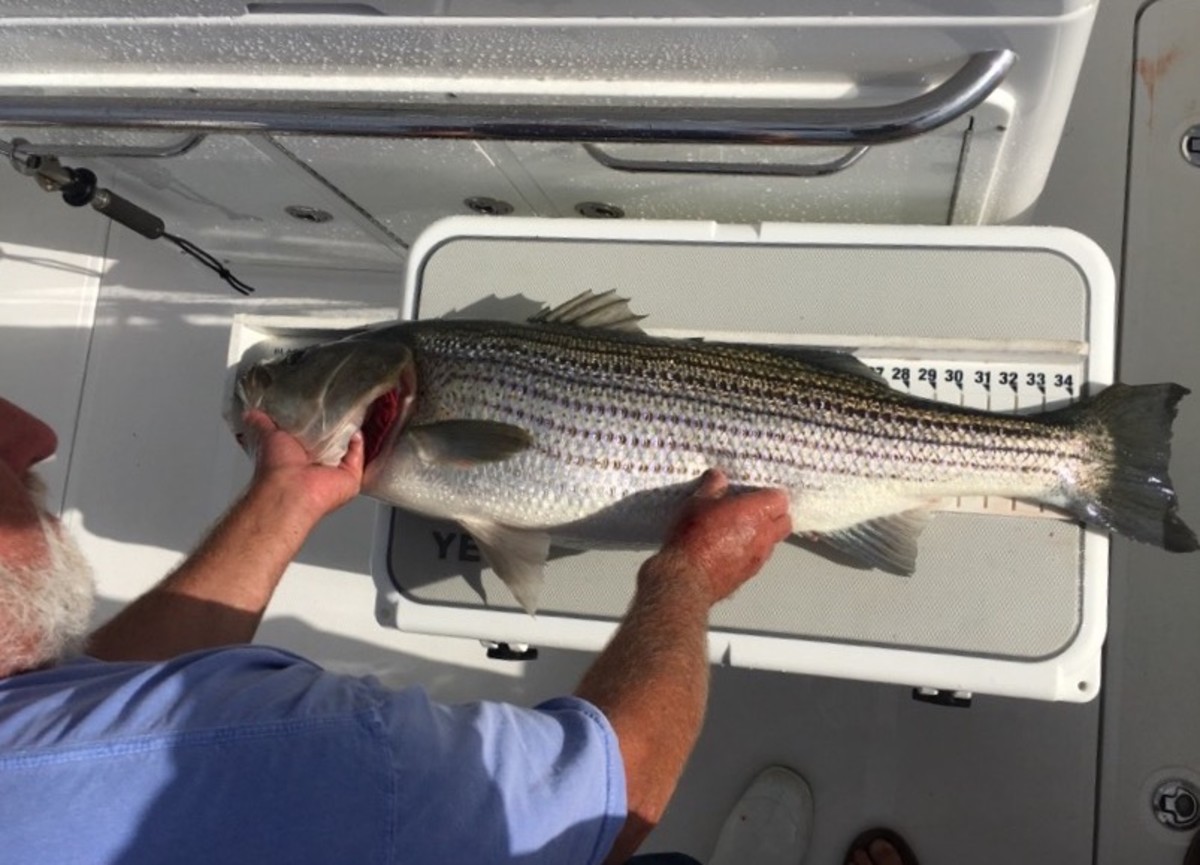 The average striper caught on Rob Miller's boat was about 35 inches. This one is about 38 inches and 22 pounds. A fish had be at least 28 inches to be counted for points in the tourney.