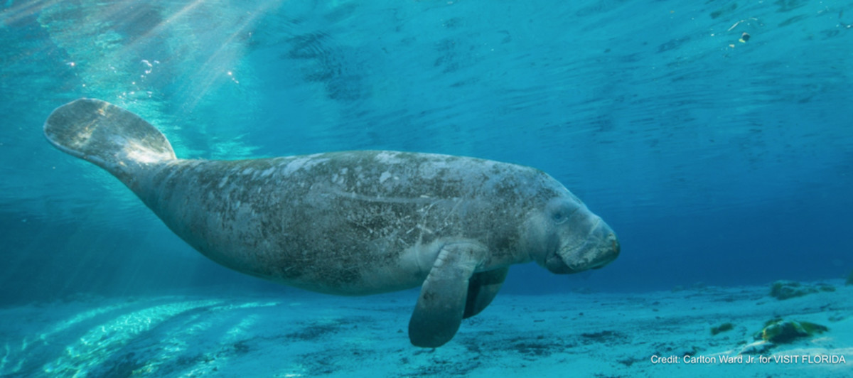 Increases in population and habitat improvements mean manatees will now be considered a “threatened” species. Photo by Carlton Ward Jr. for Visit Florida.