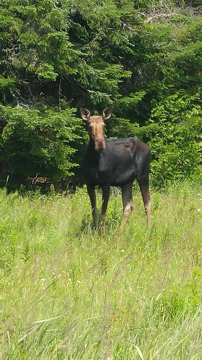 A moose stopped to check out the tour riders.