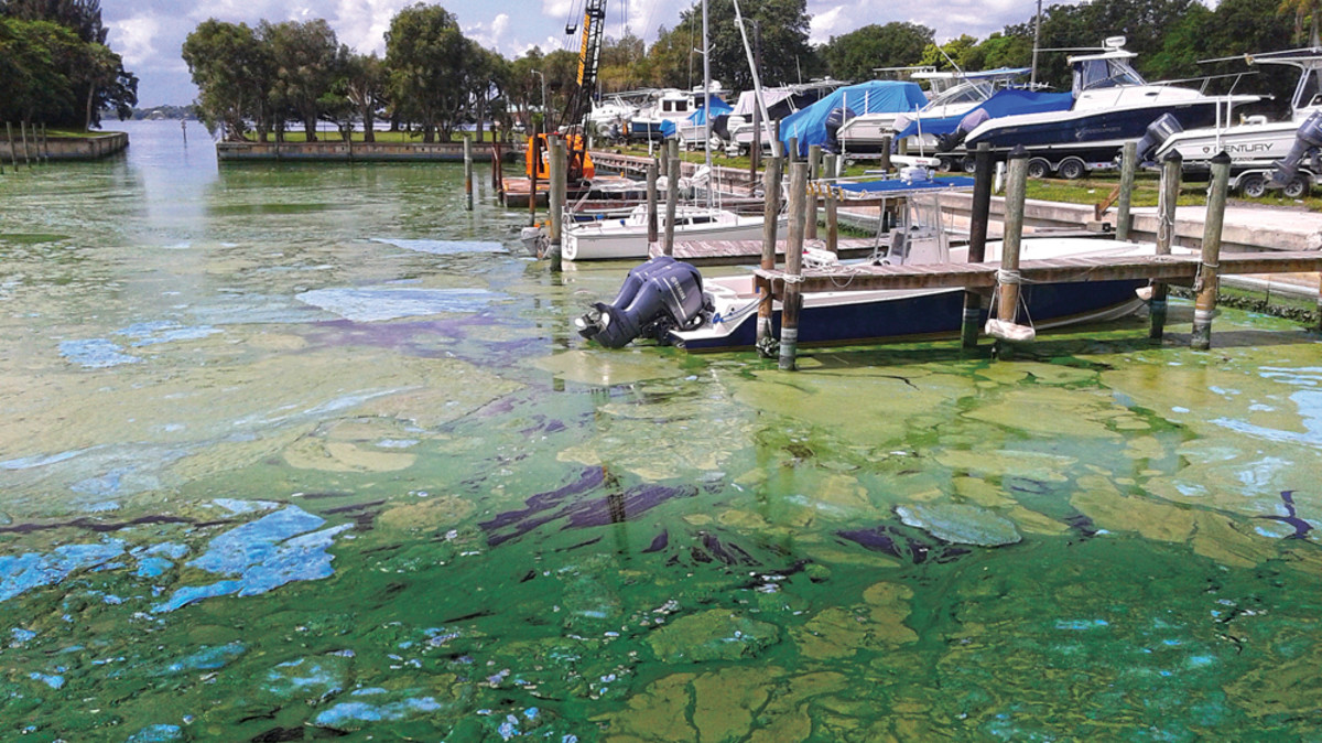 Last year, marine companies said business had come to a screeching halt when this thick green slime coated waterways. Now recreational boating and fishing groups are urging congress to increase Everglades restoration funding to address the algal blooms.