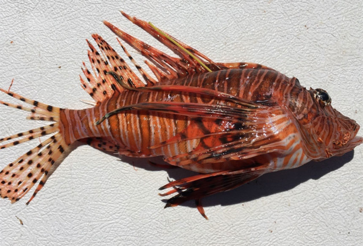 Lionfish continue to be considered an invasive species.