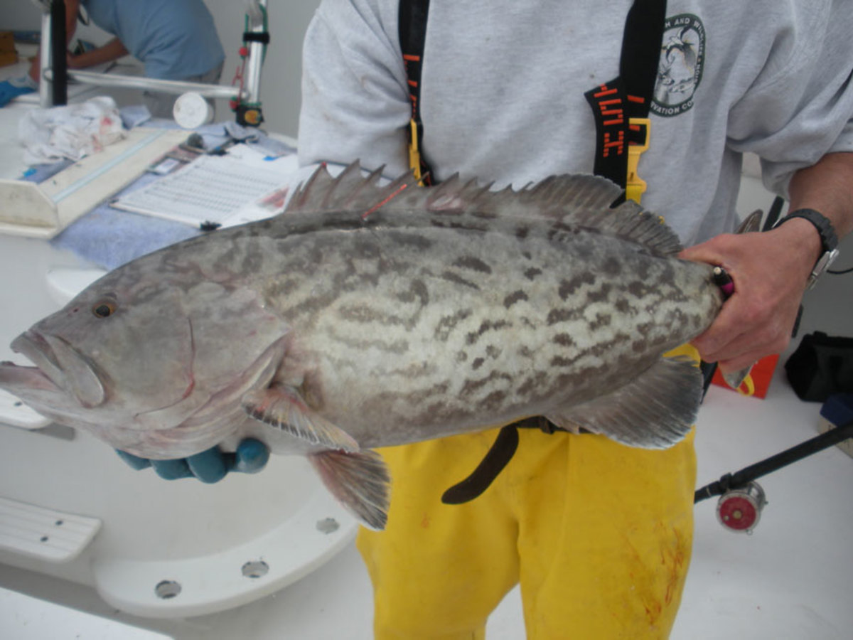 A gag grouper, FWC photo
