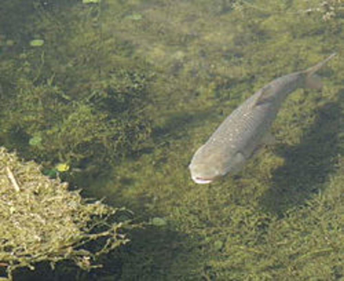 Asian carp cause damage by outcompeting native fish.