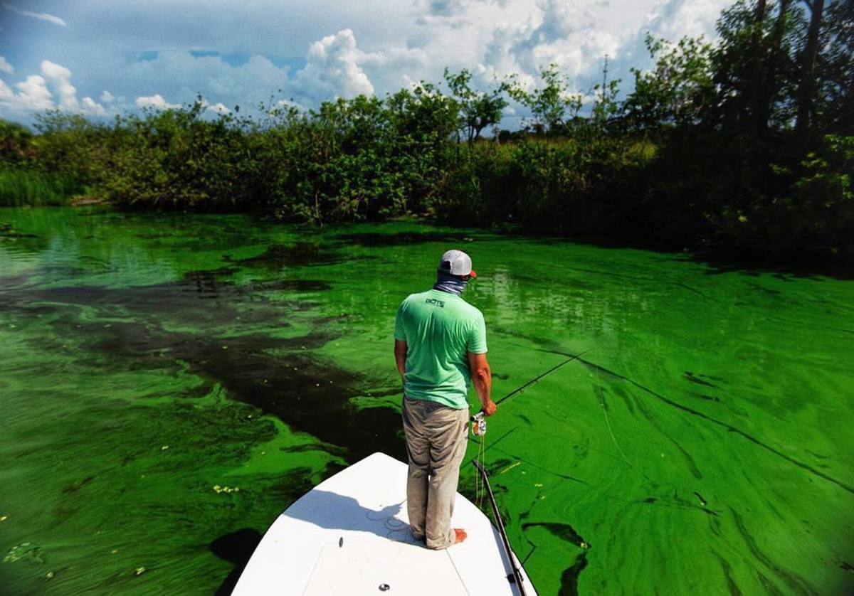 Capt. Chris Whitman surveys damage from algae blooms.