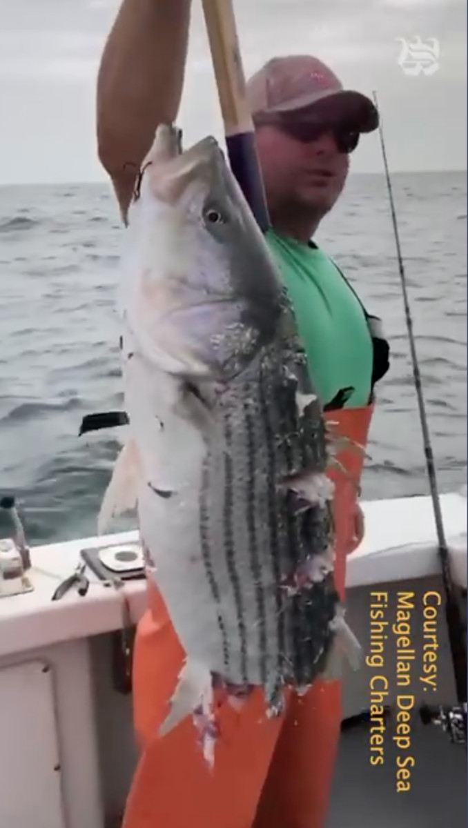 Screen grab from video courtesy of Magellan Deep Sea Fishing Charters