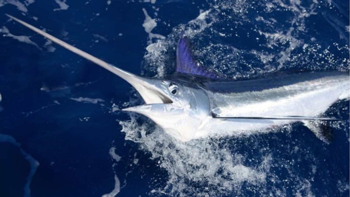 A cooler manufacturer, fiberglass reinforcement provider, and specialty chemical company have joined sportfishing advocacy group.