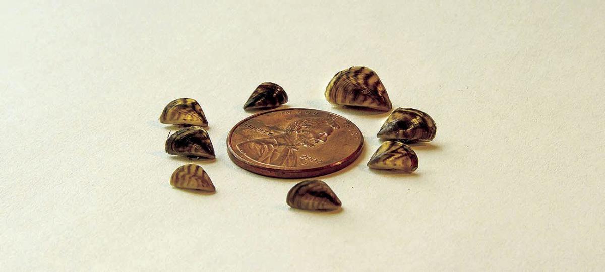 Tiny zebra mussels can cause major damage.