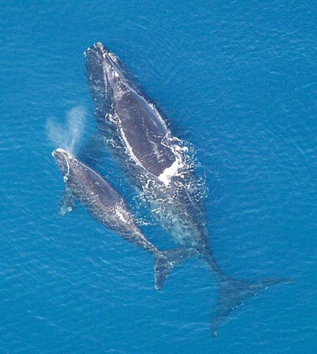 North Atlantic right whales are among the marine life that could be affected by seismic testing.