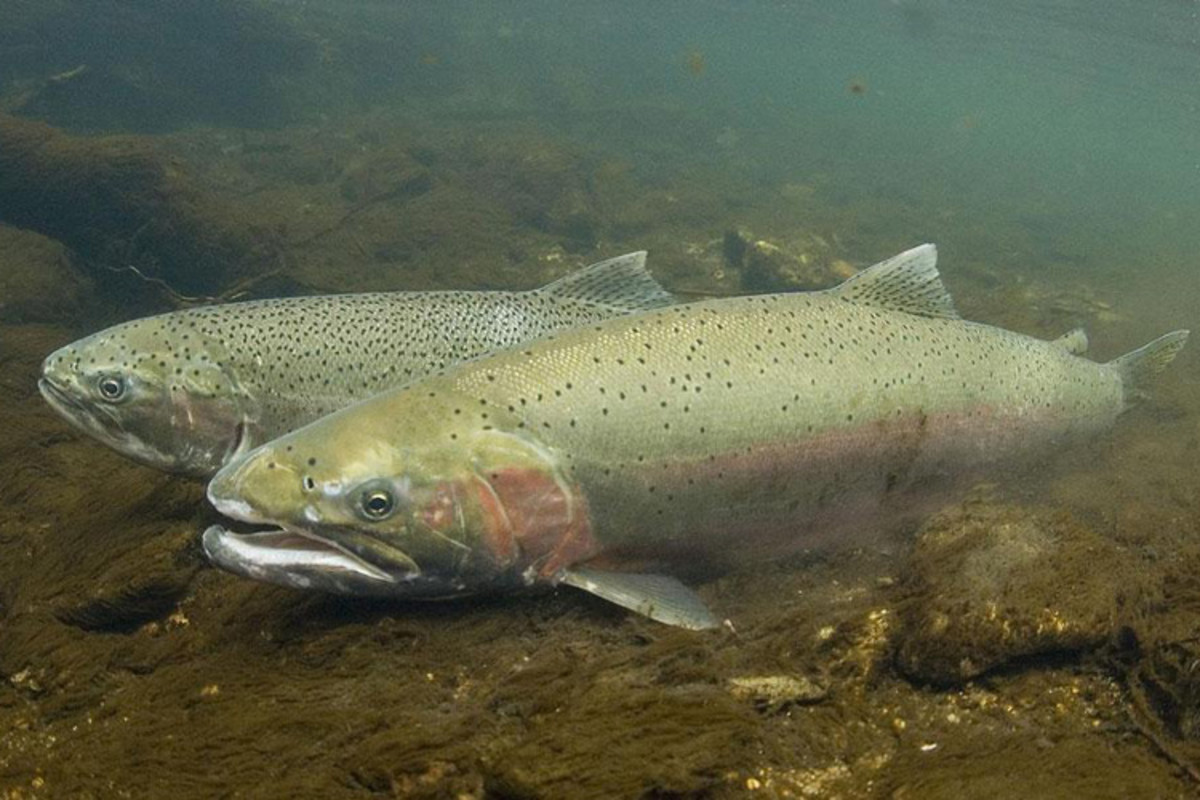 Opponents say wakesurf boats threaten steelhead trout and other species.