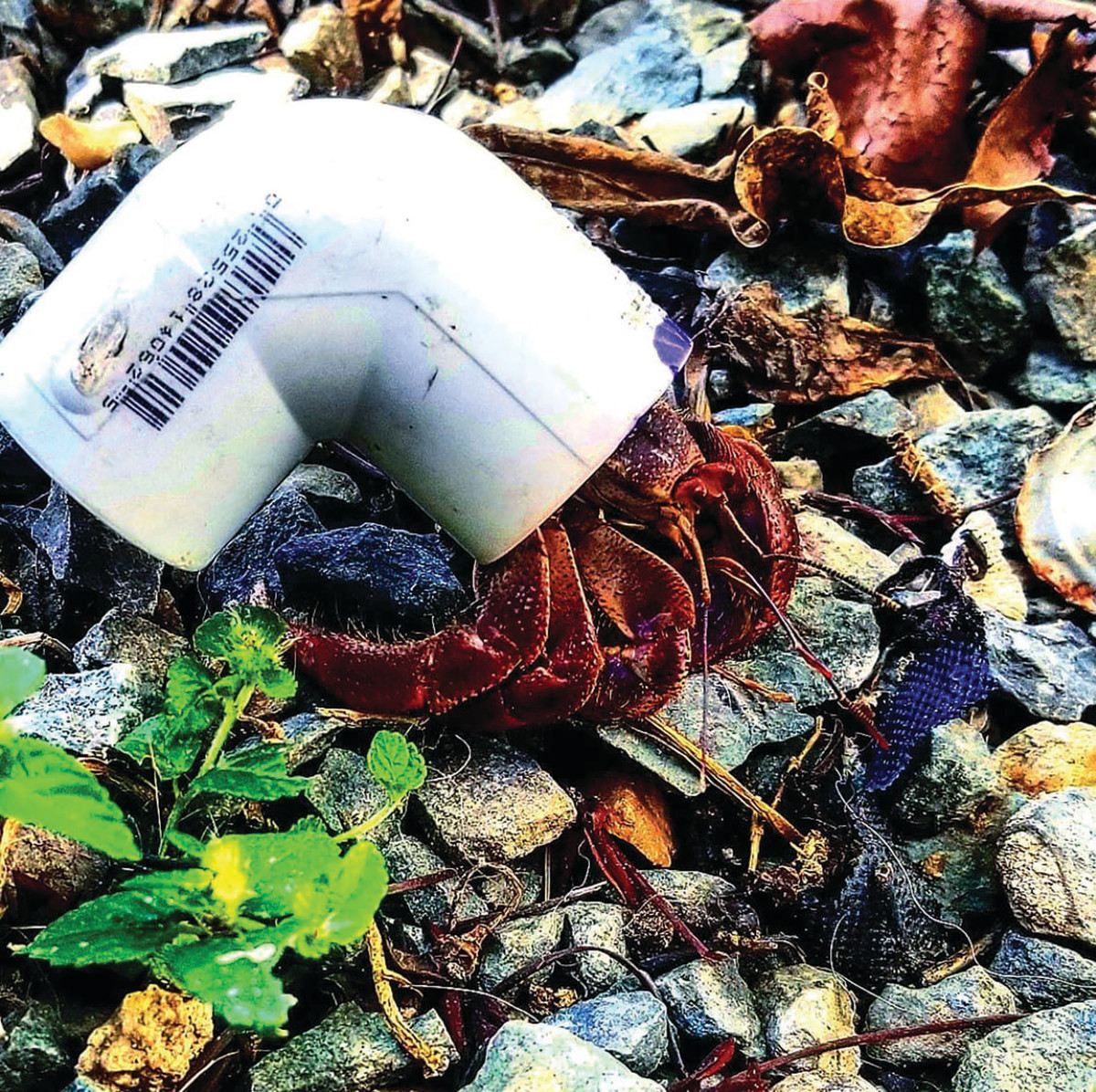 A hermit crab made a home from a PVC plumbing elbow. 