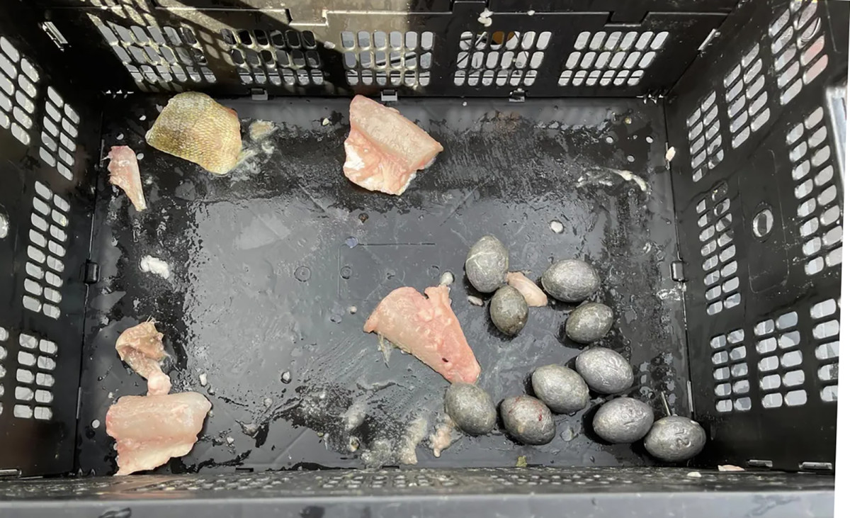 These lead weights were allegedly found inside fish submitted for weigh-in at the Lake Erie Walleye Trail Championship.